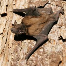 Рыжая вечерница (Nyctalus noctula) Рыжая вечерница (Nyctalus noctula)