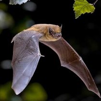 Лесной нетопырь (Pipistrellus nathusii) Лесной нетопырь (Pipistrellus nathusii)
