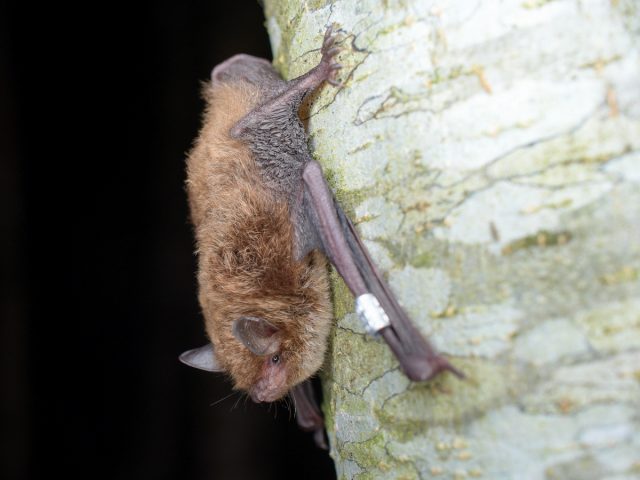 Водяная ночница (Myotis daubentonii) Водяная ночница (Myotis daubentonii)