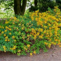 Рододендрон жёлтый (Rhododendron luteum) Рододендрон жёлтый (Rhododendron luteum)