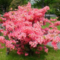 Азалия японская (Rhododendron japonicum) Азалия японская (Rhododendron japonicum)