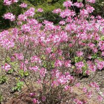 Азалия Вазея (Rhododendron vaseyi) Азалия Вазея (Rhododendron vaseyi)