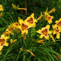 Лилейник (Hemerocallis) Лилейник (Hemerocallis)
