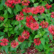 Монарда (Monarda) Монарда (Monarda)