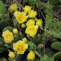 Опунция (Opuntia compressa) Опунция (Opuntia compressa)