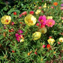 Портулак крупноцветковий (Portulaca grandiflora) Портулак крупноцветковий (Portulaca grandiflora)