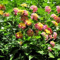 Лантана сводчатая (Lantana camara) Лантана сводчатая (Lantana camara)