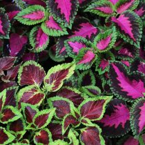 Колеус (Coleus) Колеус (Coleus)