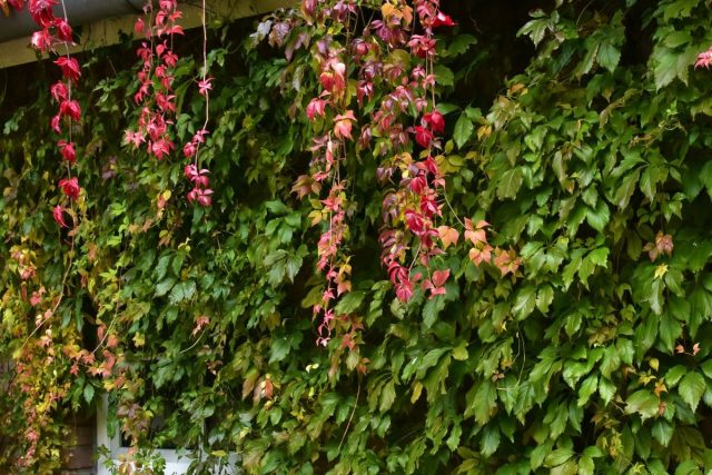 Девичий виноград пятилисточковый (Parthenocissus quinquefolia)