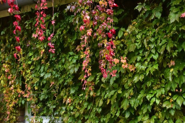 Девичий виноград пятилисточковый (Parthenocissus quinquefolia) Девичий виноград пятилисточковый (Parthenocissus quinquefolia)