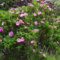 Роза Ругоза (Rosa Rugosa) Роза Ругоза (Rosa Rugosa)