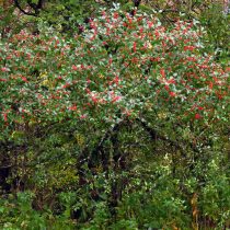 Падуб мутовчатый (Ilex verticillata) Падуб мутовчатый (Ilex verticillata)