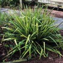 Юкка нитчатая (Yucca filamentosa) Юкка нитчатая (Yucca filamentosa)