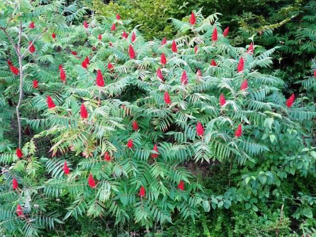 Олений рог, или сумах оленерогий (Rhus typhina) Олений рог, или сумах оленерогий (Rhus typhina)