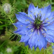 Нигелла дамасская (Nigella damascena) 
