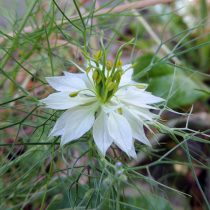 Нигелла посевная (Nigella sativa)