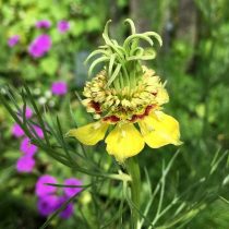 Нигелла восточная (Nigella orientalis)
