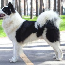 Якутская лайка Якутская лайка