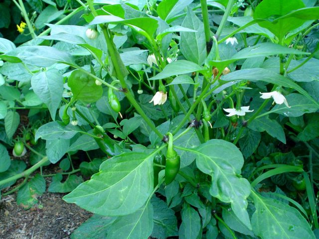 Перец халапеньо (Capsicum annuum ‘Jalapeno’) Перец халапеньо (Capsicum annuum ‘Jalapeno’)