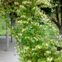Жимолость японская (Lonicera japonica) Жимолость японская (Lonicera japonica)