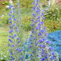 Синяк обыкновенный (Echium vulgare) Синяк обыкновенный (Echium vulgare)