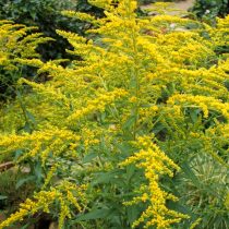 Золотарник канадский (Solidago canadensis) Золотарник канадский (Solidago canadensis)