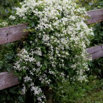 Клематис трёхцветковый, или маньчжурский (Clematis terniflora) Клематис трёхцветковый, или маньчжурский (Clematis terniflora)