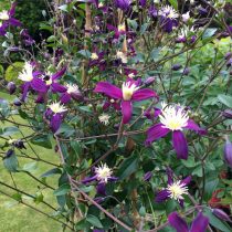 Клематис ароматный (Clematis aromatica) Клематис ароматный (Clematis aromatica)