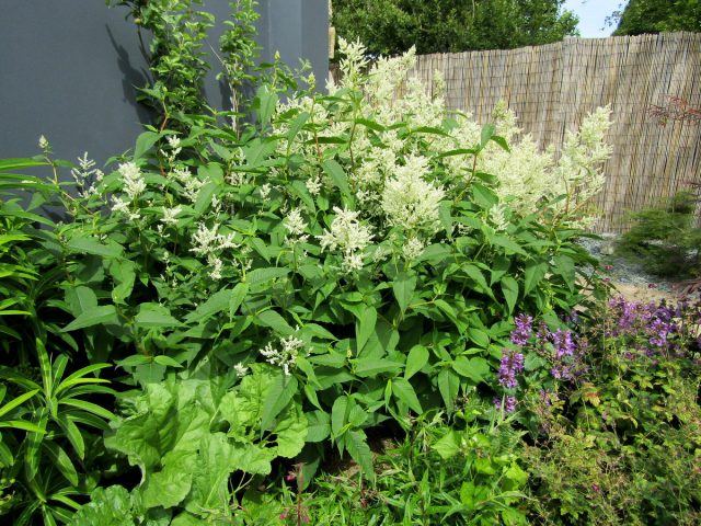 Горец изменчивый (Polygonum polymorpha) Горец изменчивый (Polygonum polymorpha)