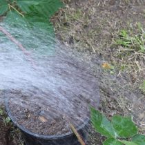 Поливаем отводок водой из лейки с дождевателем. Поливаем отводок водой из лейки с дождевателем.