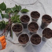 Наполните стаканчики землей. Нижнюю часть черенка обработайте укоренителем. Наполните стаканчики землей. Нижнюю часть черенка обработайте укоренителем.