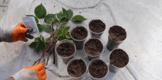 Наполните стаканчики землей. Нижнюю часть черенка обработайте укоренителем.