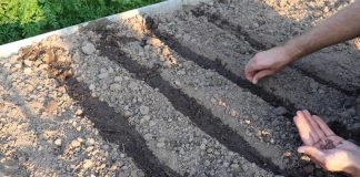 Сделайте борозды для посева. Хорошо пролейте борозды, а затем высадите семена.