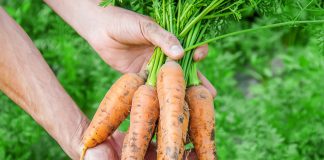 Правила второго урожая моркови