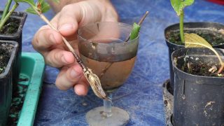 Способ № 1 – укоренение в воде Способ № 1 – укоренение в воде