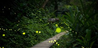 Светлячки — почему светятся и какую пользу приносят садоводам?