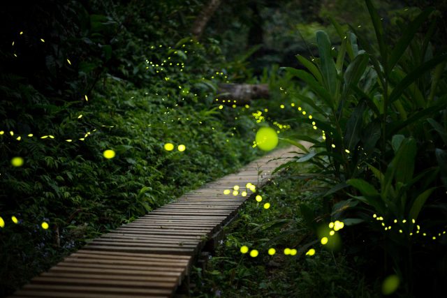 Светлячки — почему светятся и какую пользу приносят садоводам?
