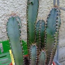 Цереус сильный (Cereus validus) Цереус сильный (Cereus validus)