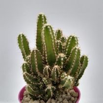 Цереус скалистый, или перуанский (Cereus repandus), форма «Флорида» Цереус скалистый, или перуанский (Cereus repandus), форма «Флорида»