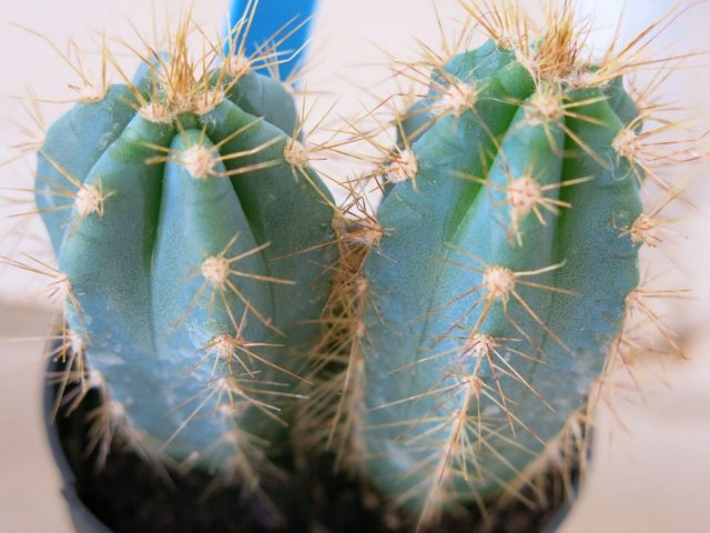 Цереус лазурный (Cereus azureus) Цереус лазурный (Cereus azureus)
