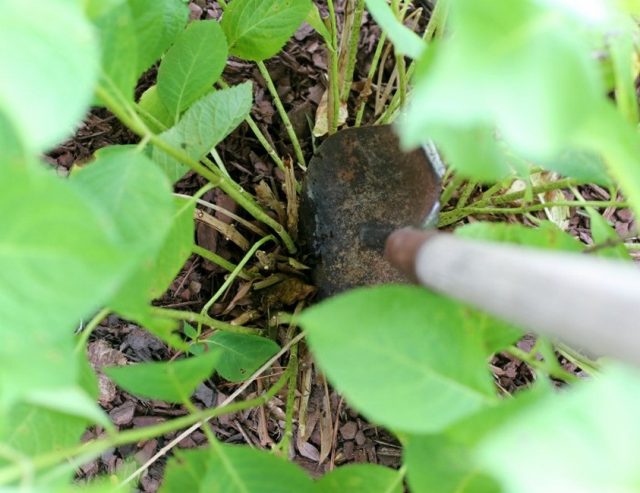 Делением куста можно размножать широколистную и древовидную гортензию