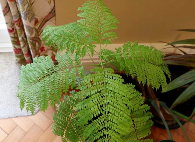 Жакаранда мимозолистная (Jacaranda mimosifolia) Жакаранда мимозолистная (Jacaranda mimosifolia)