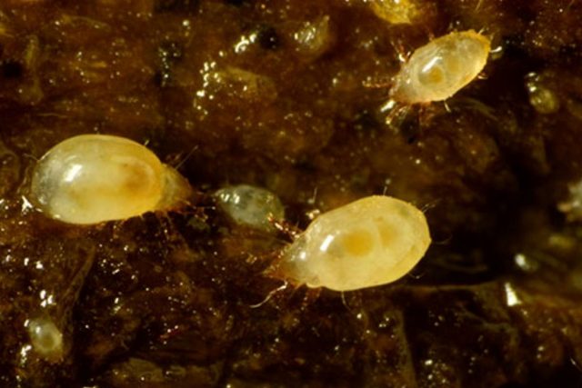 Корневой луковый клещ (Rhizoglyphus echinopus) Корневой луковый клещ (Rhizoglyphus echinopus)