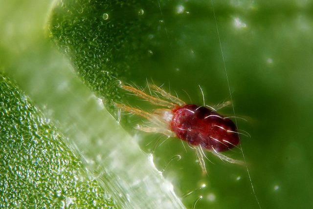 Обыкновенный паутинный клещ (Tetranychus urticae) Обыкновенный паутинный клещ (Tetranychus urticae)