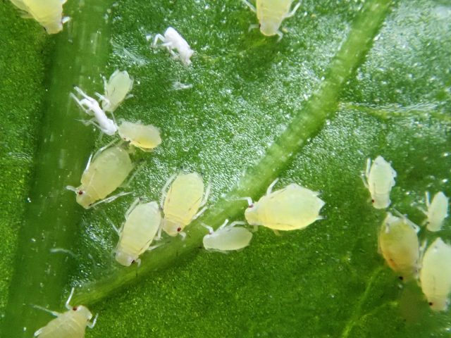 Тля (Aphidoidea) Тля (Aphidoidea)