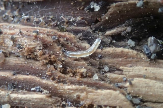 Личинка грибного комарика (Sciaridae) Личинка грибного комарика (Sciaridae)