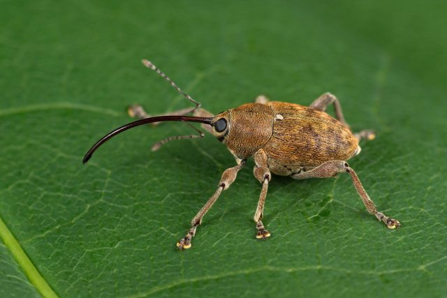 Слоник, или долгоносик (Curculionidae) Слоник, или долгоносик (Curculionidae)