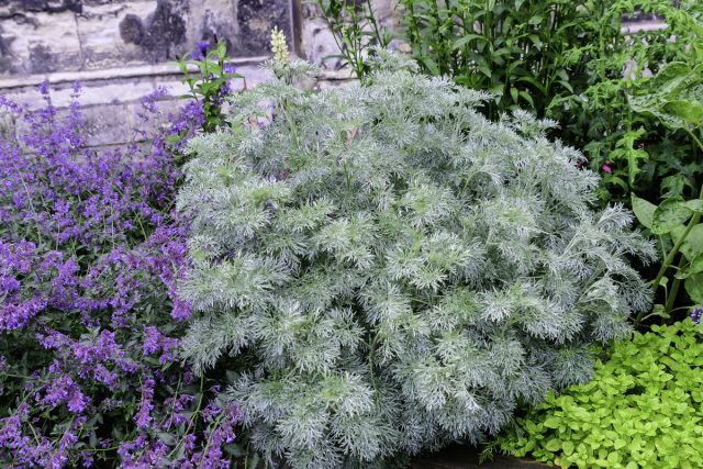 Полынь (Artemisia) Полынь (Artemisia)