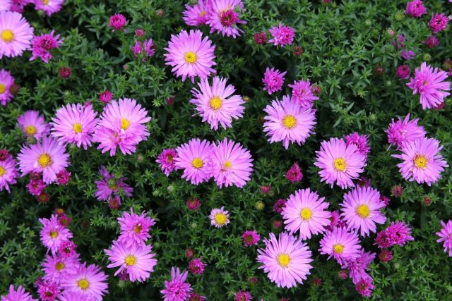 Астры многолетние (Aster, Symphyotrichum spp.) Астры многолетние (Aster, Symphyotrichum spp.)