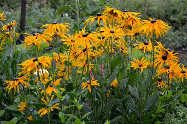 Рудбекия (Rudbeckia) Рудбекия (Rudbeckia)